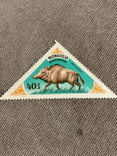 Монголия 1977. Дикий кабан. Марка из серии