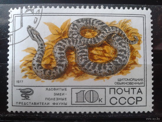 1977 Щитомордник