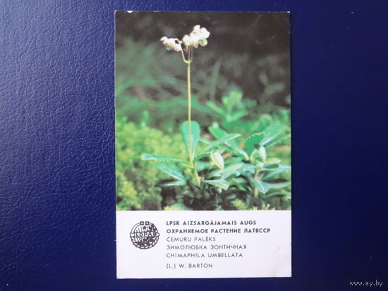 Календарик 1984 г.  Охраняемое растение ЛатвССР.  Зимолюбка зонтичная.