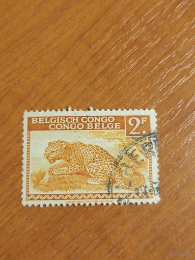 Бельгийская колония Конго фауна леопард (4-1)