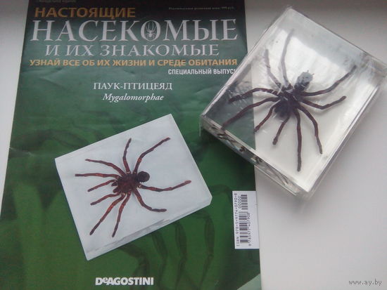 Настоящие насекомые и их знакомые СПЕЦВЫПУСК