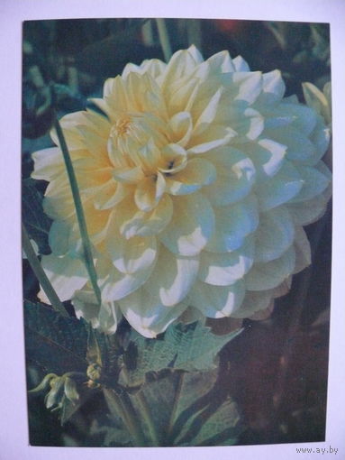 Матанов Н.(фото), Георгина "Рустиг", 1982, чистая.