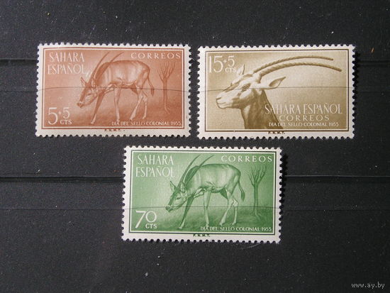 Испанская Сахара 1955 Животные