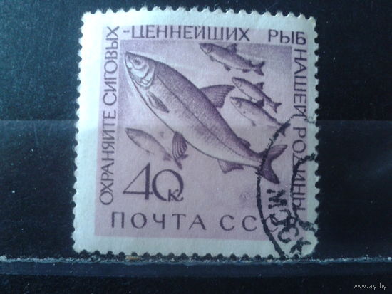 1960 Рыбы с клеем без наклейки