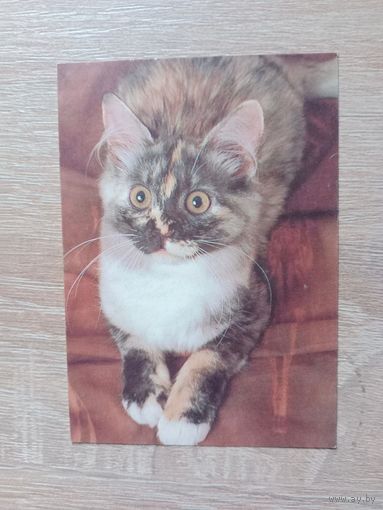 Календарик 1992-1993