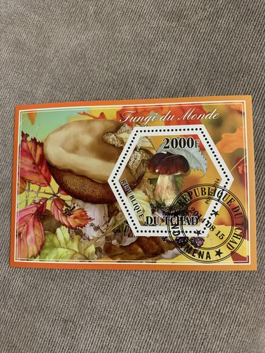 Чад 2014. Грибы. Boletus edulis. Блок