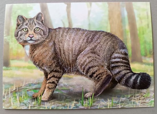 Лесной кот. Открытка, глянец