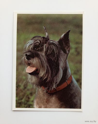 Жесткошерстный пинчер малый. Издательство Братислава. Чистая.