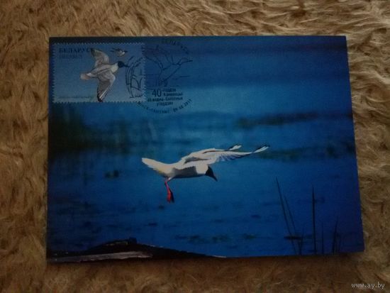 СГ Беларусь. 2011. 40-летие водно-болотных угодий. Озерная чайка. Картмаксимум