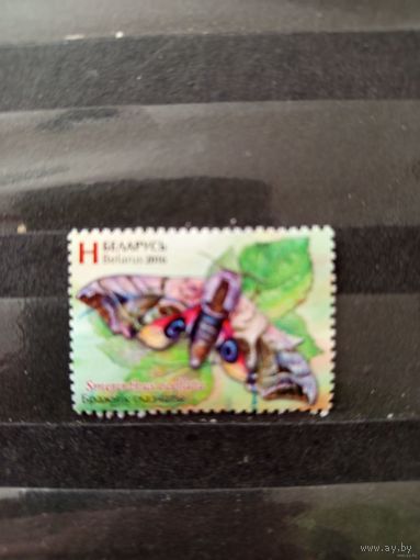 2016 Беларусь фауна бабочка (4-9)