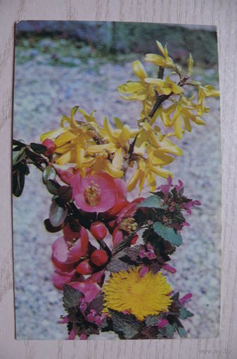 Седов В., Цветы, 1975, чистая (9*14 см).