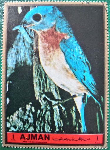 ОАЭ. Аджман. Фауна. Птицы