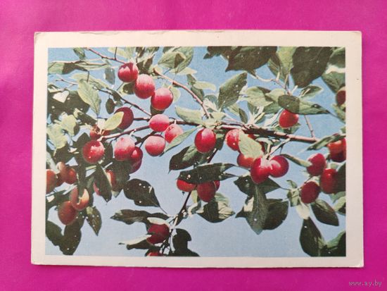 Сливы. Чистая. 1963 года. Фото Муравьёва. #190.