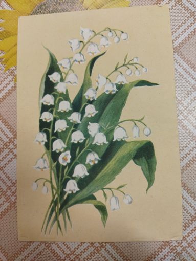 Открытка. Почтовая карточка. Ландыш. Художник Зеленов. До 1961 года.