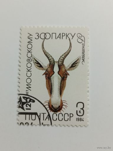 1984 СССР. Московский зоопарк. Фауна. Животные. Звери. Бонтебок