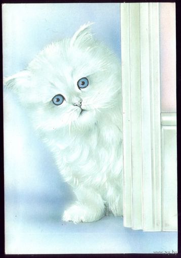 Австралия Котик