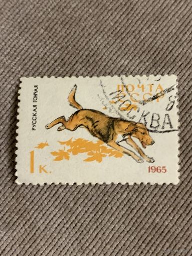 СССР 1965. Собаки. Русская гончая. Марка из серии