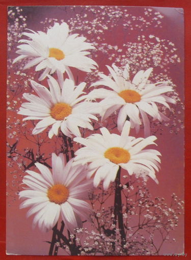 Ромашки. Чистая. Фото Стейнерта. 1989 года. 1759.