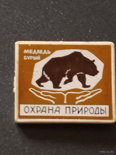 Охрана природы. Медведь бурый.
