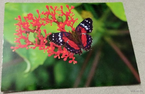 Посткроссинг. Открытка из Германии: бабочка  (10х15). Прошла почту. Художественные марки, чёткий штемпель.
