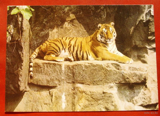 Тигр. Чистая. 1989 года. Фото Чверткина. 249.