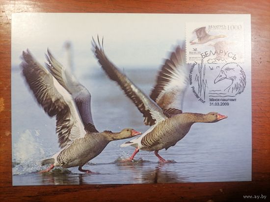 Картмаксимум 2009 год Беларусь Белпочта