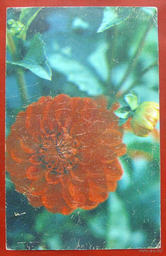 Георгина " Джас Чойс ". Чистая. 1983 года. Фото Матанова. 298.