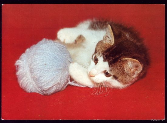 Котёнок и клубок ГДР