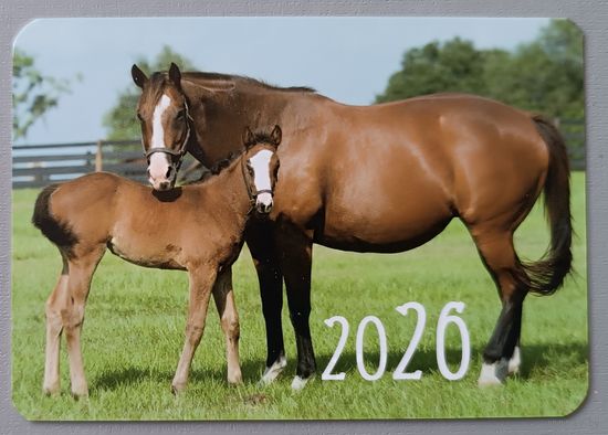 Лошади. Календарик, глянец, 2026. Траско