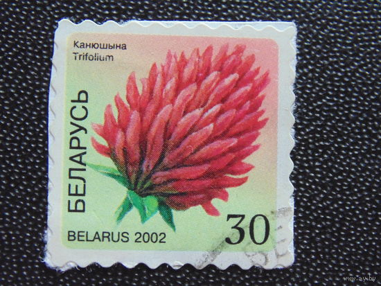Беларусь 2002 год. Флора.