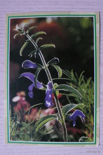 Цветы; подписана, Германия, п/п, марки.