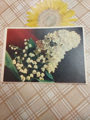 Открытка. Ландыш и сирень. Фото Шерстнева. 1960 год.