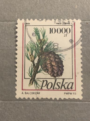 Польша 1993. Флора. Pinus Cembra