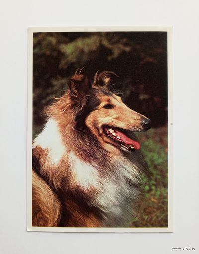 Шотландская овчарка (колли). Издательство Братислава. Чистая.