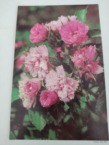 Чистая открытка "Розы" 1971г, фото Б.Подгорный