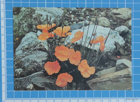 Открытка 1989 год. "В горах Северной Осетии". Фото В. Шахова.