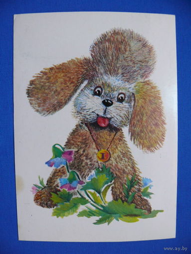 Манилова Л., Пудель, 1982, чистая.
