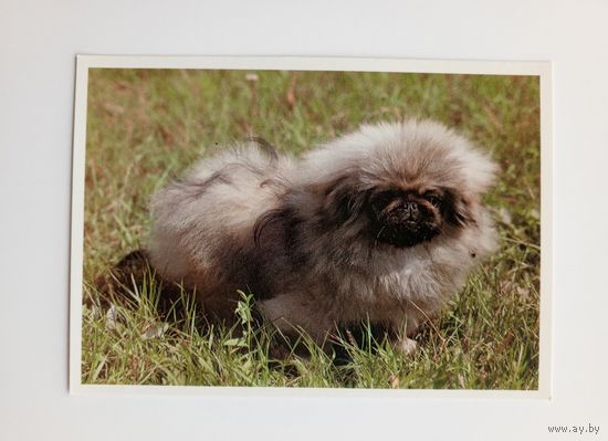 Пекинская собачка. Издательство Братислава. Чистая.