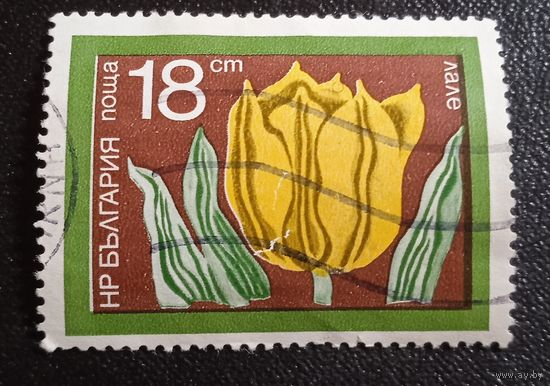 Лот 277 Болгария. Цветы. Тюльпан BG2348