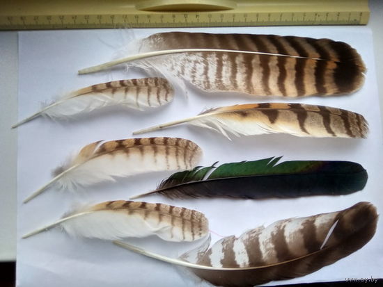 Перья большие натуральные ( цена за все) 7 фото
