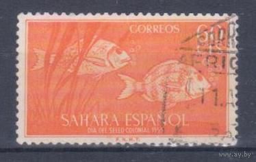 [602] Испанская Сахара 1953. Фауна.Рыбы. Концовка серии.Гашеная марка.