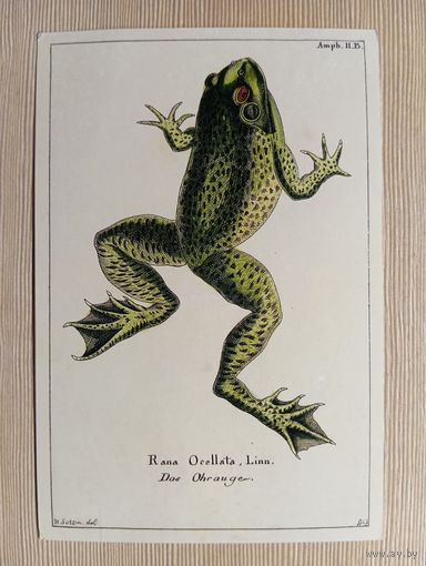 О-10. ПОДПИСАННАЯ ОТКРЫТКА. ГЕРМАНИЯ. ЛЯГУШКА. ЖАБКА.