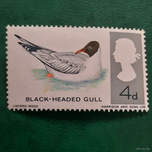 Великобритания 1966. Птицы Британии. Blach-Headed Gull. Марка из серии