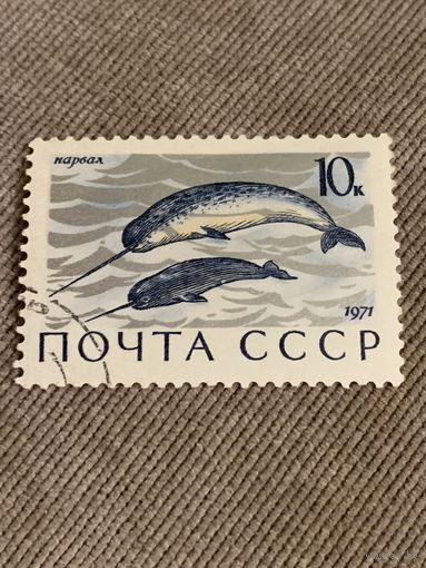 СССР 1971. Нарвал. Марка из серии