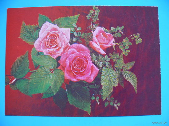 Дергилев И.(фото), Цветы, 1986, чистая.