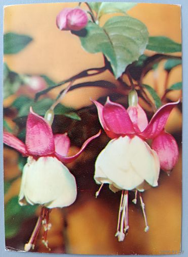 Фуксия. Открытка,1983