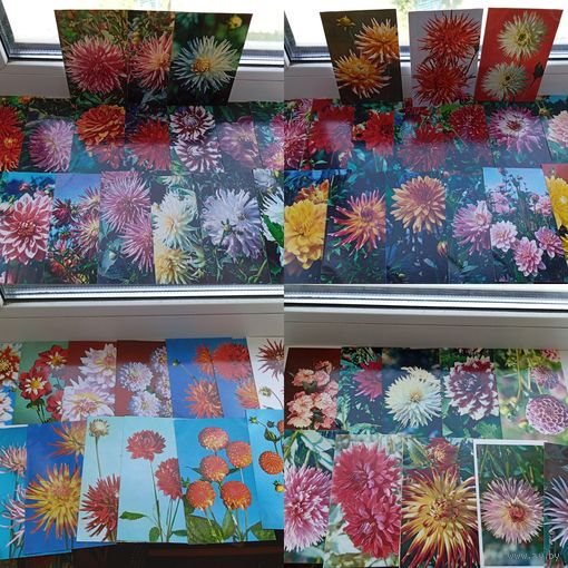 Открытки 145 штук цветы и другое Тюльпаны Георгины Хризантемы и другое чистые