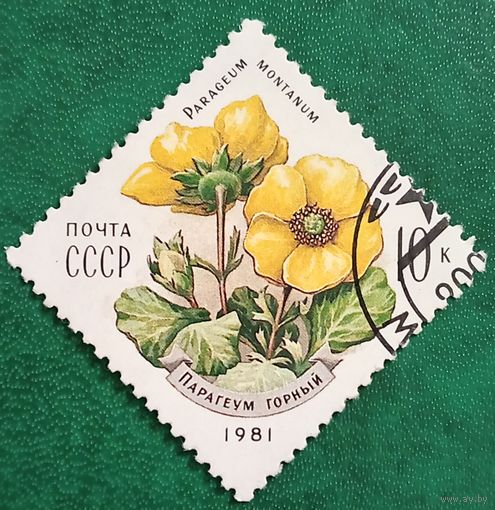 СССР 1981. Парагеум горький