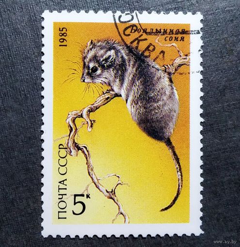 Марка СССР 1985 год Животные Красной книги