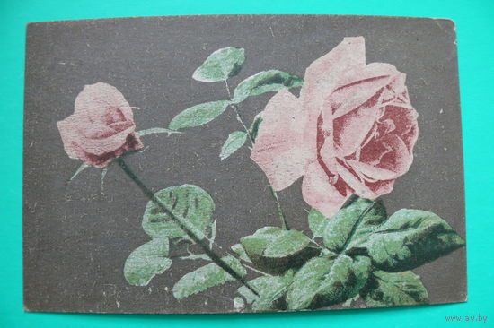 Розы; 1952, подписана.